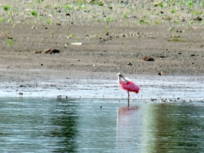  Roseate Spoonbill