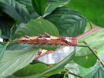 Blue Morpho Caterpillar (not sure which end is the front :)