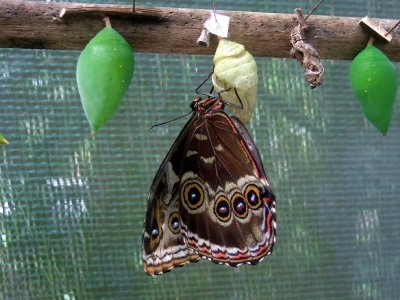 Blue Morpho Butterfly Emerging from its Chrysalis