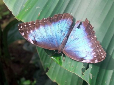 Butterflies of Costa Rica