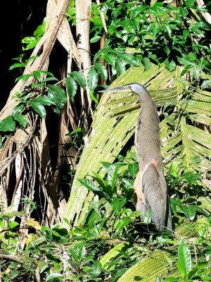 Bare-throated Tiger Heron