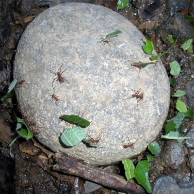  Leaf-cutter Ants