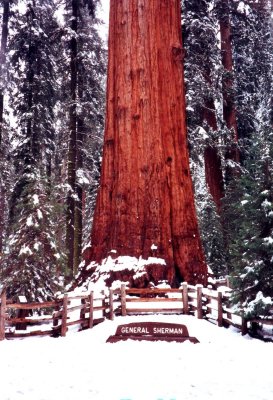 Approximately 2,500 Years Old, 275' in Height, with a Base Circumference of 102'