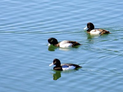 Scaup ?