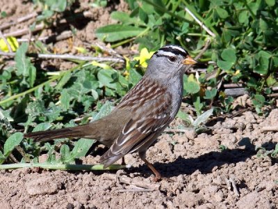  White-Crowned Sparrow
