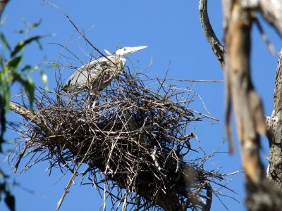 Female Blue Heron