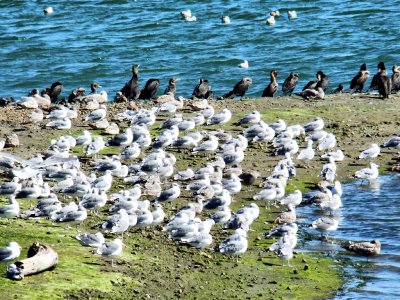 Gulls and Cormorants