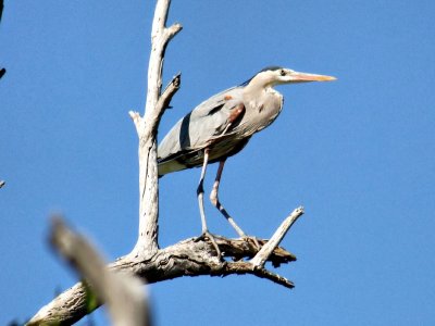 Male Blue Heron