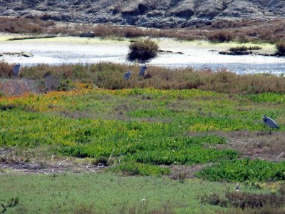 Four Blue Herons Escaping the High Winds