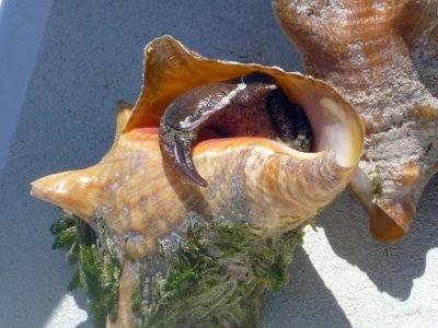 A Conch