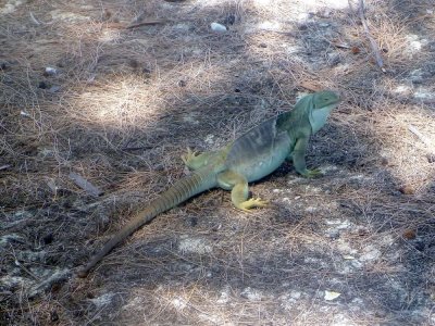The Iguanas of the Turks & Caicos are about 1/3 the size of those in the Galapagos Islands