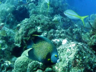 French Angelfish