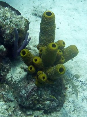 Tube Coral