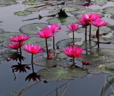 Pond Flowers