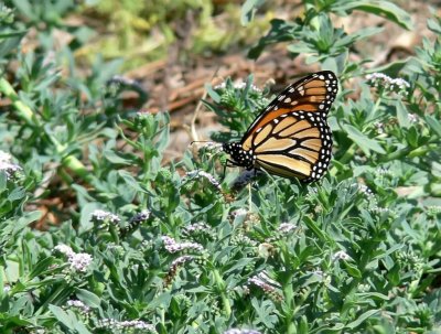 Monarch Butterfly