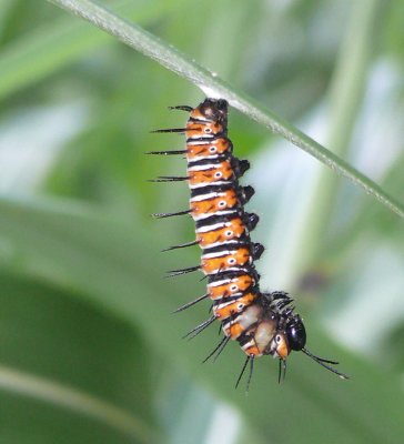 Caterpillar-of-Cethosia-bib.jpg
