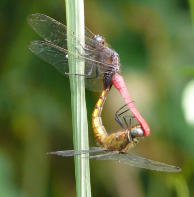 Dragonflies-mating-2.jpg