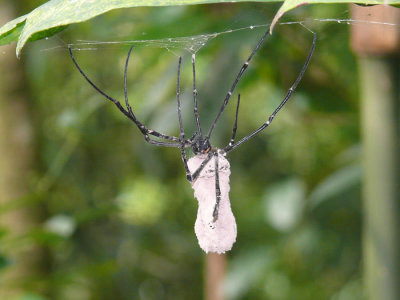 Fungus-on-spider.jpg