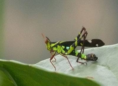 Grasshopper_TamDao