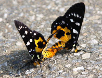 Dysphania militaris (Geometridae).jpg