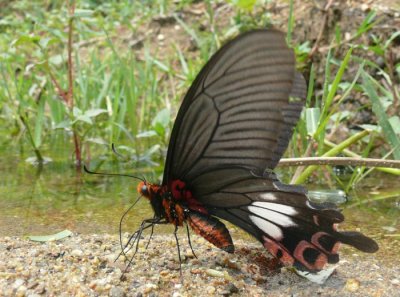 Papilio-bootes.Sapa.jpg