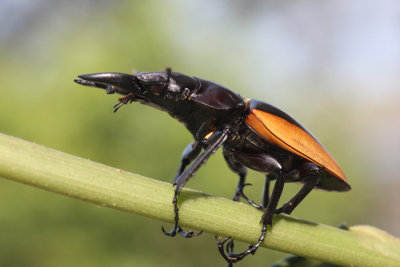 Lucanid-beetle.jpg
