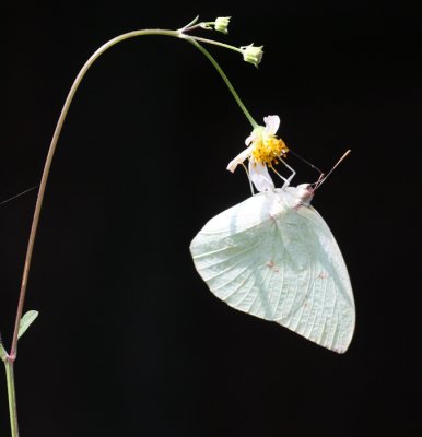 Whites and Yellows