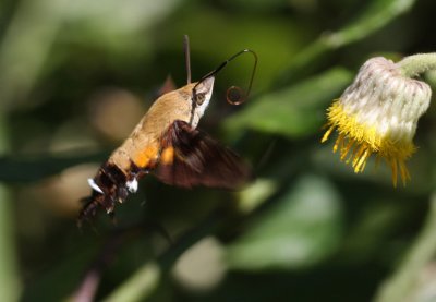 Humming-bird-moth.jpg