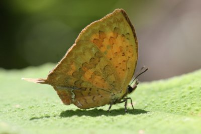 Copper butterfly.jpg