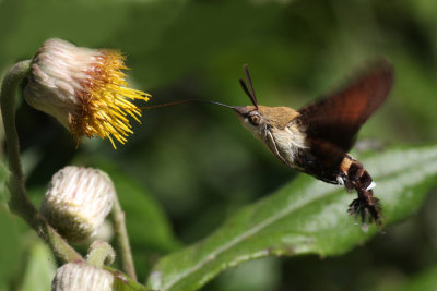 Humming bird moth2.jpg