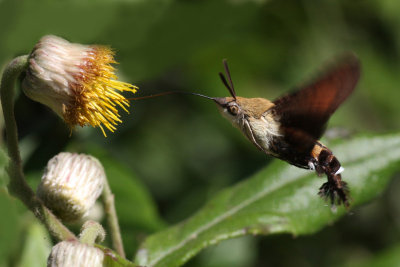 insect_photo_exhibtion