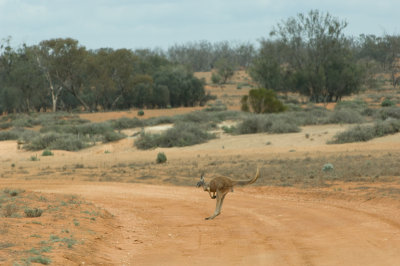 Crossing in front of car.jpg