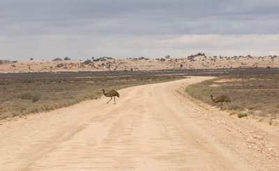 Emus at Mungo.jpg