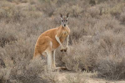 Red roo at Mungo.jpg