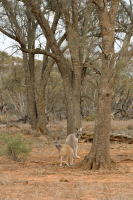 Roos in the woods at Mungo.jpg