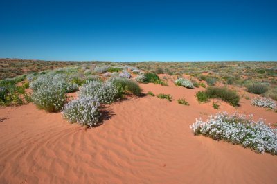 Simpson Desert in bloom.jpg