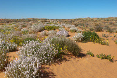 Simpson Desert flowers.jpg