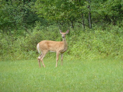 D1.16-Local Critters