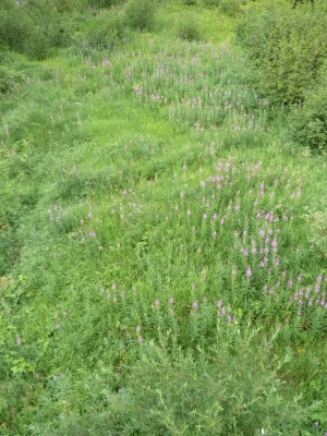 D2.6-Wild Flowers