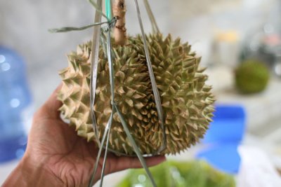 Unidentified Durian