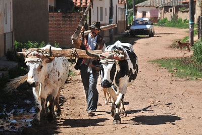 Farmer with oxen and hand plow