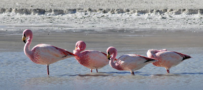 Flamingos in the Eduardo Alvaroa National Reserve, Southern Bolivia