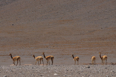 Vicua in the Eduardo Alvaroa National Reserve, Southern Bolivia
