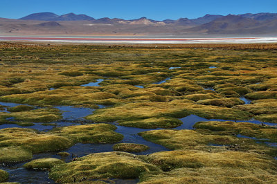 Laguna Roja in the Eduardo Alvaroa National Reserve, Southern Bolivia