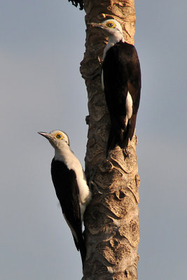 White headed woodpecker in Santiago de Chiquitos