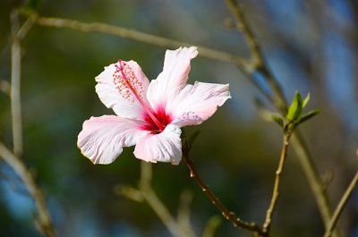 Traudi's Flower