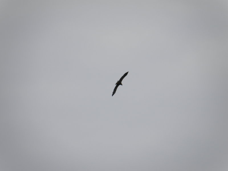KNM Eagle