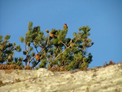 Birds at Orhilleren