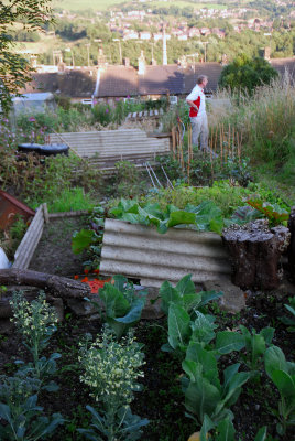 Allotments in Roughtown Mossley
