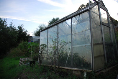 Allotment shed and greenhouse